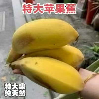 特大果正宗苹果蕉 香蕉新鲜5斤自然熟当季水果整箱小米蕉粉蕉芭焦