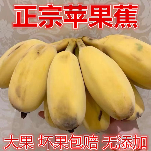 正宗苹果蕉大果无添加