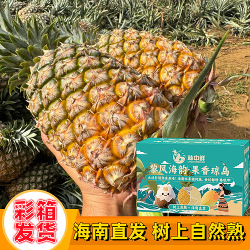 彩箱礼盒】海南金钻凤梨17号甜蜜蜜冬蜜芒果凤梨菠萝新鲜水果孕妇