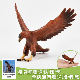 实心儿童仿真动物模型动物玩具金雕金鹫老雕鹫鹰科隼早教认知礼物