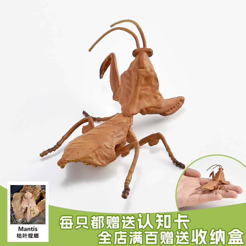 枯叶螳螂实心无异味出口品质