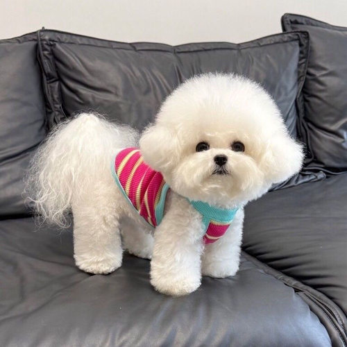 狗狗衣服春夏薄款条纹吊带背心