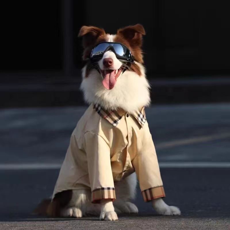 春夏大型犬帅气防掉毛衬衫图片