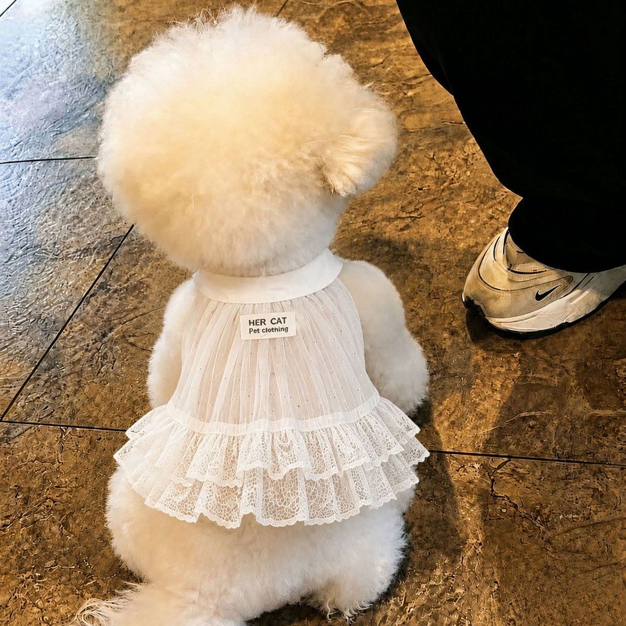 春夏款新品狗狗猫咪薄款蕾丝裙子泰迪博美贵宾比熊小型犬宠物衣服