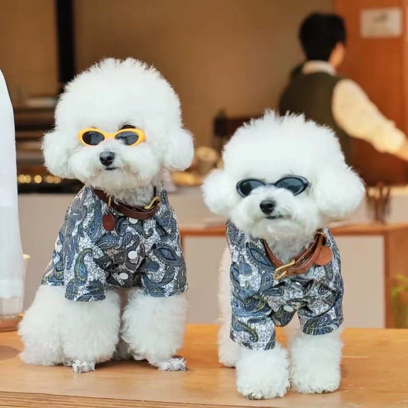 狗狗衣服宠物猫咪比熊泰迪图片