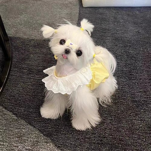 宠物猫咪衣服防掉毛薄款