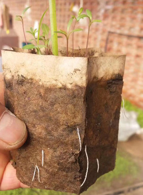 棉花育苗纸杯纸钵育苗纸筒 塑料营养钵穴盘甜菜育苗纸册西瓜