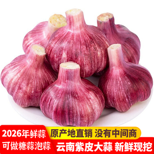 云南新鲜紫皮大蒜红蒜湿蒜嫩蒜新蒜泡蒜糖醋蒜腊八蒜现挖整箱批发