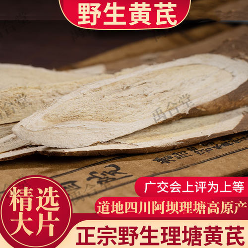 野生黄芪四川理塘多年生大片
