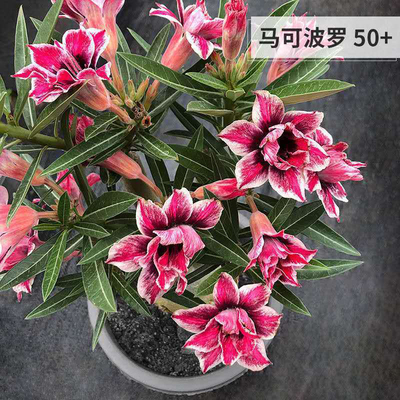 沙漠玫瑰盆栽沙漠玫瑰老桩嫁接重瓣四季盆栽耐旱南北方栽植易成活