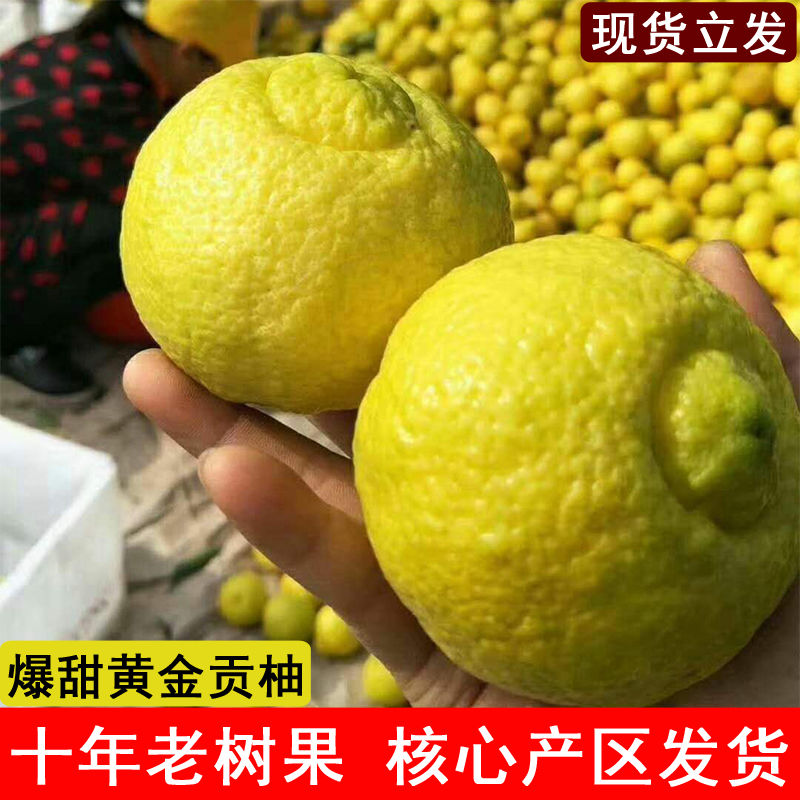 怀化洪江黄金贡柚春香桔柚象山青新鲜甜柚湖南雪峰山10斤大果礼盒