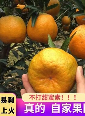 雪峰山碰柑新鲜桔子自家种植碰柑湖南怀化当季水果芦柑带箱10斤
