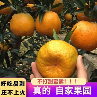 雪峰山碰柑新鲜桔子自家种植碰柑湖南怀化当季水果芦柑带箱10斤