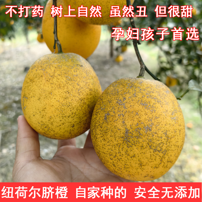 雪峰纽荷尔橙湖南怀化安江高山脐橙当季新鲜孕妇水果农家橙子包邮