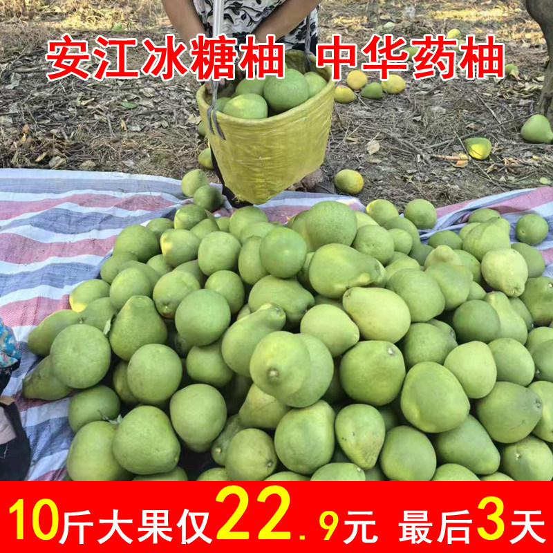 湖南怀化雪峰冰糖柚安江老树小土柚子新鲜孕妇水果中华药柚金兰柚