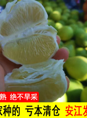 脆甜中华药柚湖南怀化老树雪峰柚安江冰糖柚新鲜小苦柚金兰柚泰柚