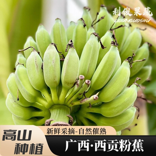 广西特产西贡粉蕉老实芭蕉新鲜水果现摘自然熟酸甜糯米丑青香蕉