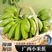 广西国产香蕉整箱 现摘新鲜水果小米蕉 自然熟绿皮小糯米焦粉芭蕉