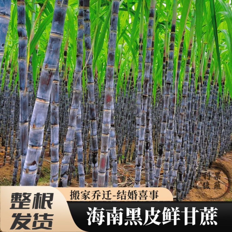 海南黑皮甘蔗3整根去头尾结婚搬家乔迁喜事用甜杆特产新鲜水果
