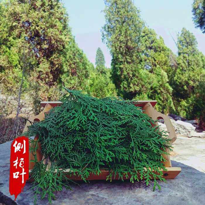 野生新鲜侧柏叶5斤 中药材扁柏叶脂溢性脱发乌发生发防白发增发,包装,茶叶包装,淘宝优惠券,粉丝福利购,淘宝优惠卷