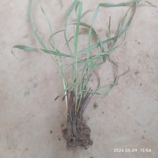 带根新鲜香茅草苗柠檬草 香茅草盆栽柠檬草盆栽泰国冬阴功香茅苗