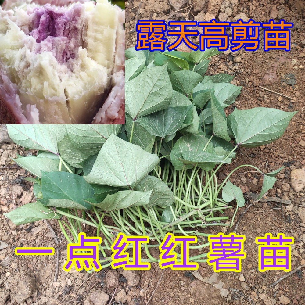 网红一点红冰淇淋番薯苗花心紫心地瓜种苗软糯紫薯秧