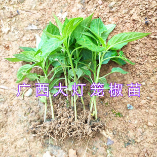 广西本地大灯笼椒苗白玉酿辣椒种子苗盆栽地栽大泡椒