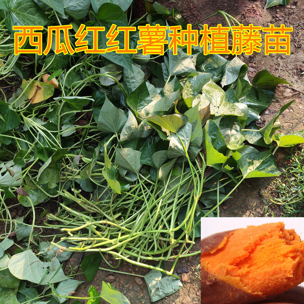 西瓜红红薯苗紫薯苗黄心流油烤蜜薯苗板栗山芋地瓜苗50棵图片