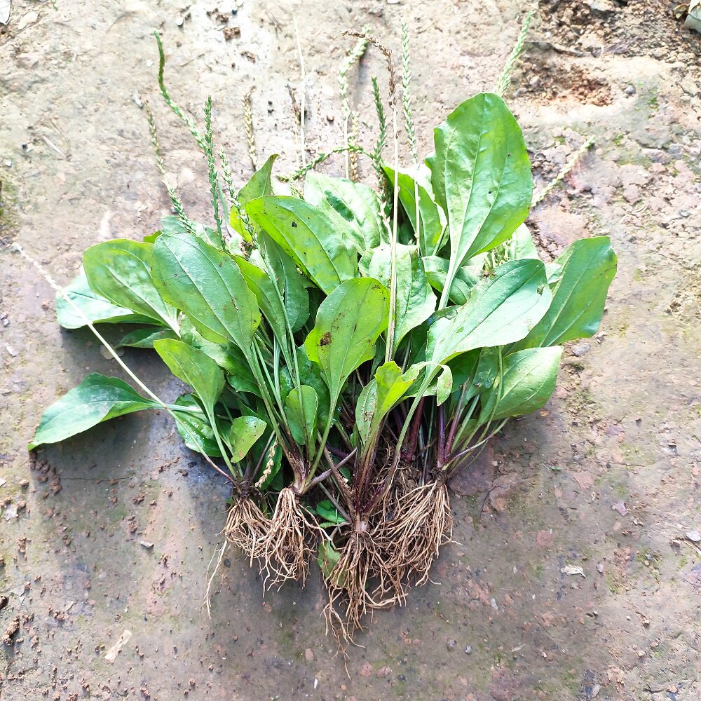 新鲜野生苗车前草整棵带根泡茶草晒干中药清热排酸盆栽草药植物