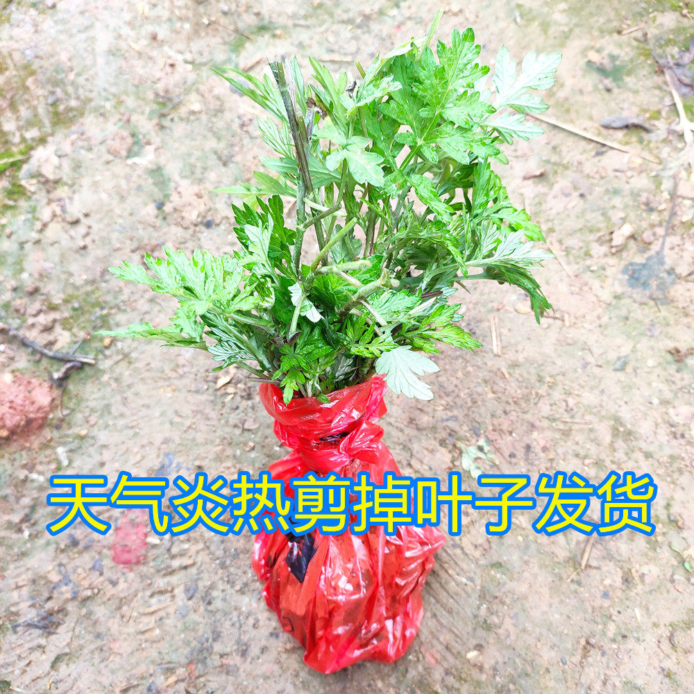 糍粑艾草根种苗植艾叶苗食用青团艾草新鲜四季盆栽绿植