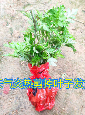 绿植纯艾叶食用青团四季种苗