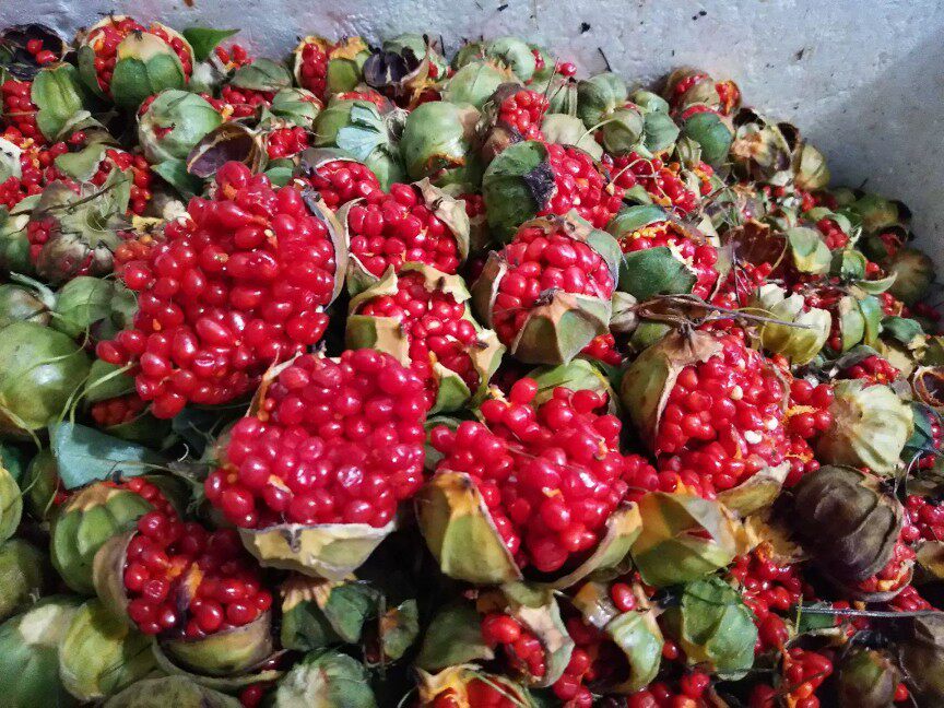 云南滇重楼种子药材重楼种籽七叶一枝花种籽独脚莲种粉质重楼种苗