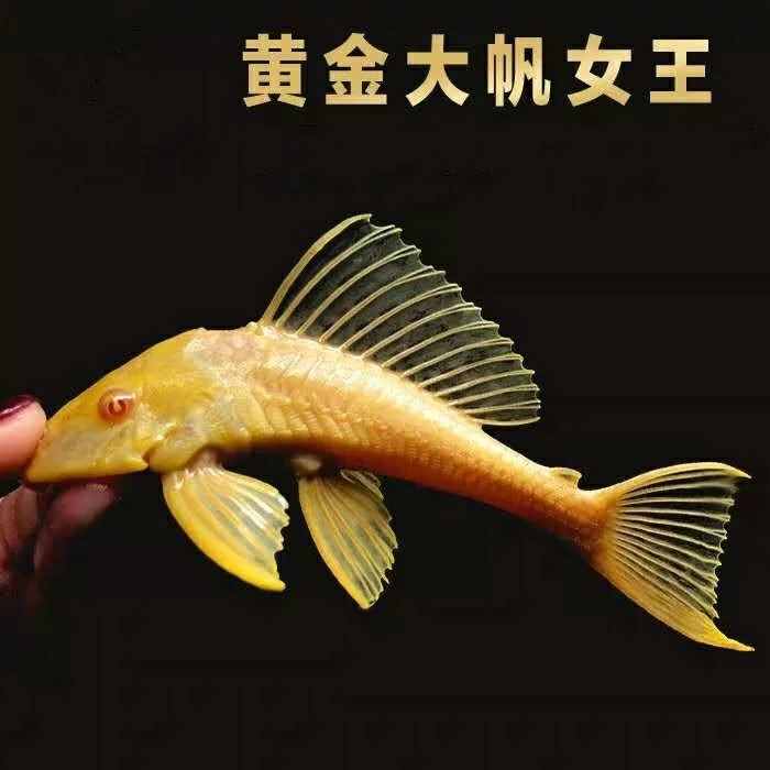 女王大帆清道夫异型鱼观赏鱼活体小底栖鱼淡水垃圾鱼小型小鱼活体