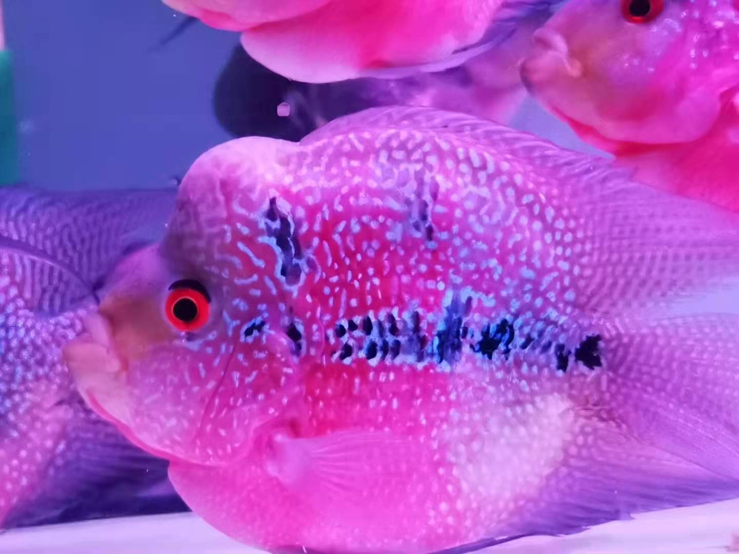 十八罗汉鱼热带观赏鱼活体麒麟罗汉鱼元宝罗汉鱼群养热带观赏鱼