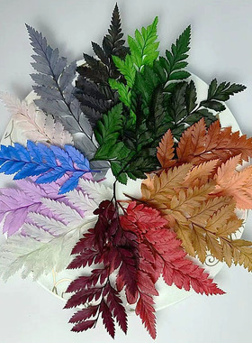 高山羊齿叶蕨永生花玻璃罩花环团扇配diy手工制作材料包叶子