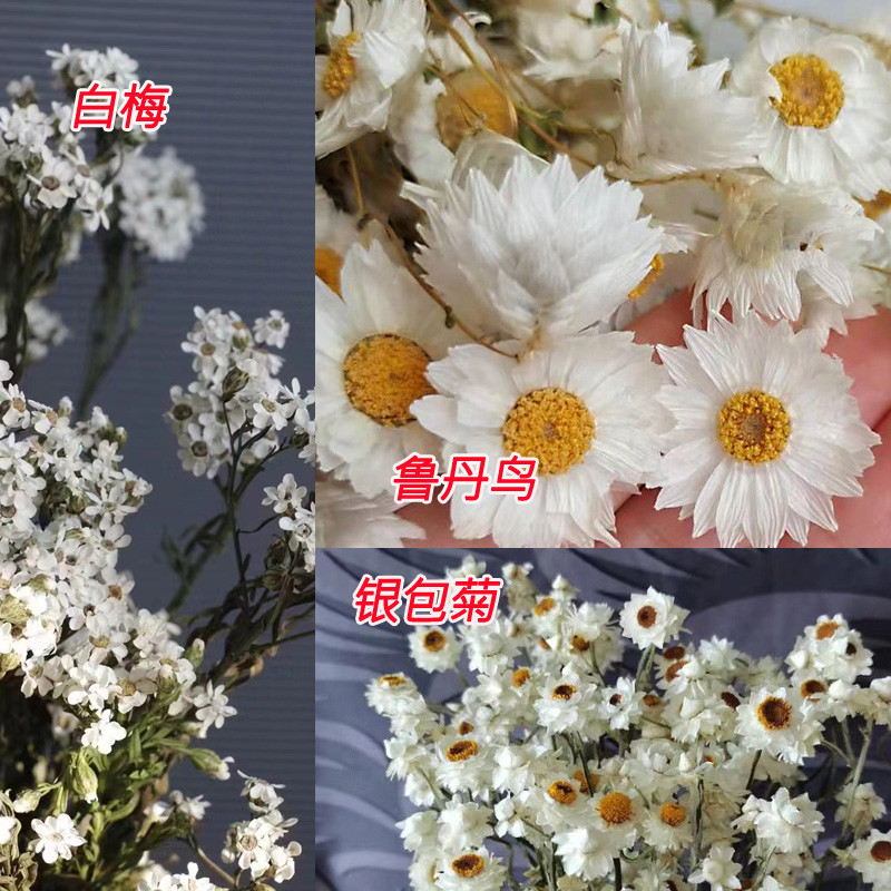 永生花左心房花坊罗丹斯法国白梅