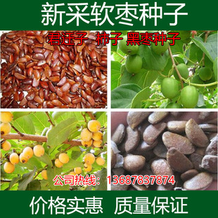 软枣种子君迁子种子黑柿子新种子嫁接柿子树核桃树砧木籽野柿子
