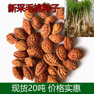毛桃种子毛桃核山杏树种子山桃种子嫁接桃子李子梅花砧木果树籽