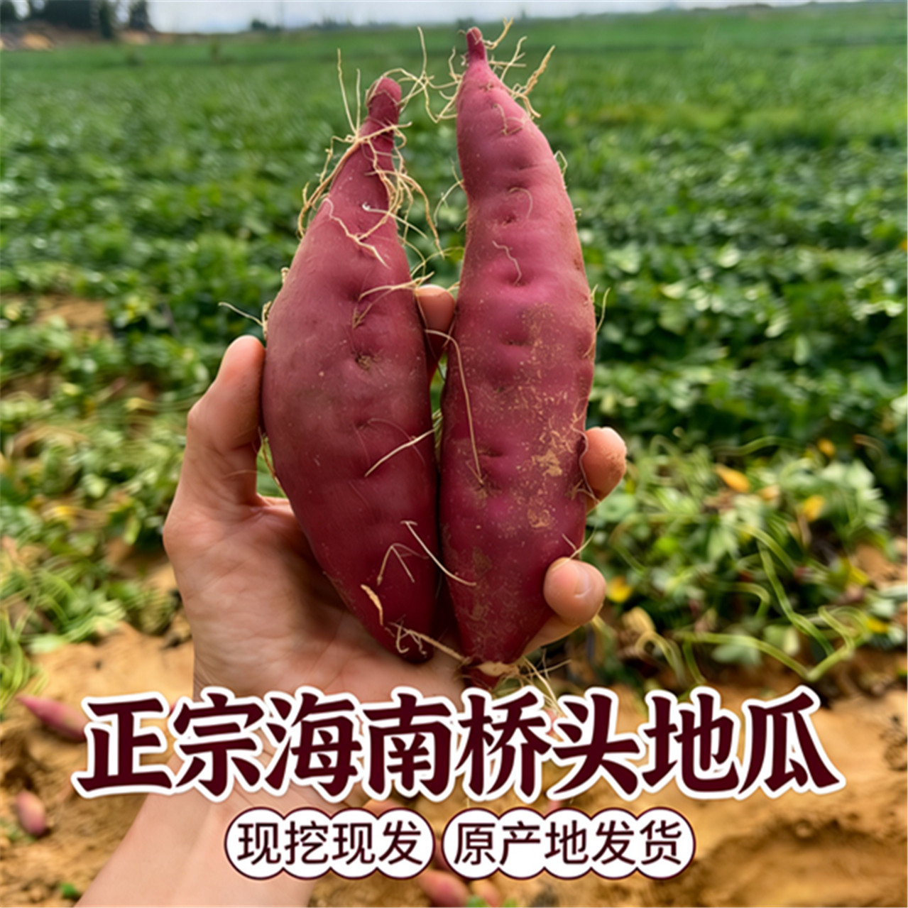 海南桥头富硒地瓜精选农家自种黄心板栗红薯番薯5/9斤原产地发货