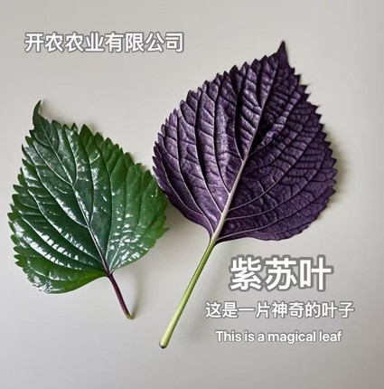 新鲜紫苏叶可食用鱼生提香去腥佐料餐饮去杆发货烧菜烧鱼现摘现发