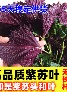 现摘紫苏叶新鲜食用香料鱼虾蟹牛蛙等去腥提鲜食材无长杆嫩头与叶