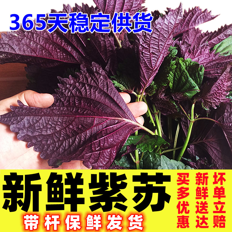 现摘带梗紫苏叶新鲜食用香料鱼虾蟹牛蛙等去腥提鲜食材中药带长杆
