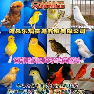 活体金丝雀活鸟各种圆环子代外系稀缺玉鸟蛋白石玛瑙 鸟来乐