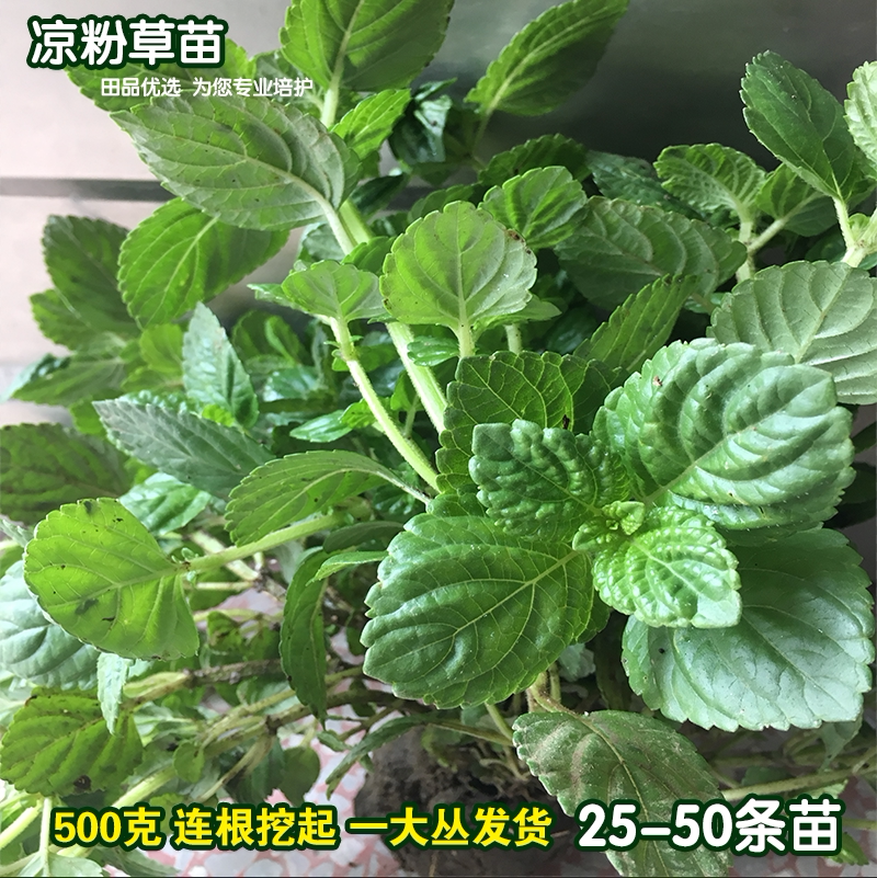 广西凉粉草苗仙草仙人草绿凉粉苗果冻现挖带根泥一丛25-50条苗