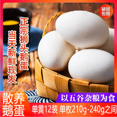 现捡现发五谷杂粮喂养狮头鹅蛋
