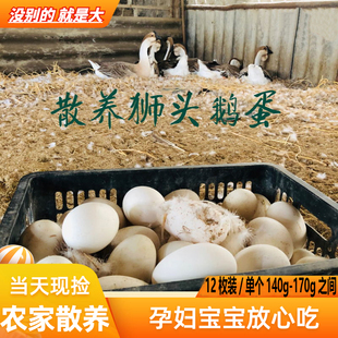 现捡现发新鲜农家散养土鹅蛋特大正宗狮头鹅蛋孕妇去胎毒12个整箱