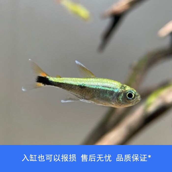 【睡觉2021】白金蓝线金灯小型鱼热带鱼淡水鱼草缸鱼群游宠物稀有