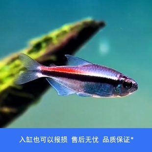 【睡觉2021】绯红巧克力霓虹小型灯鱼热带鱼南美高端草缸鱼观赏鱼