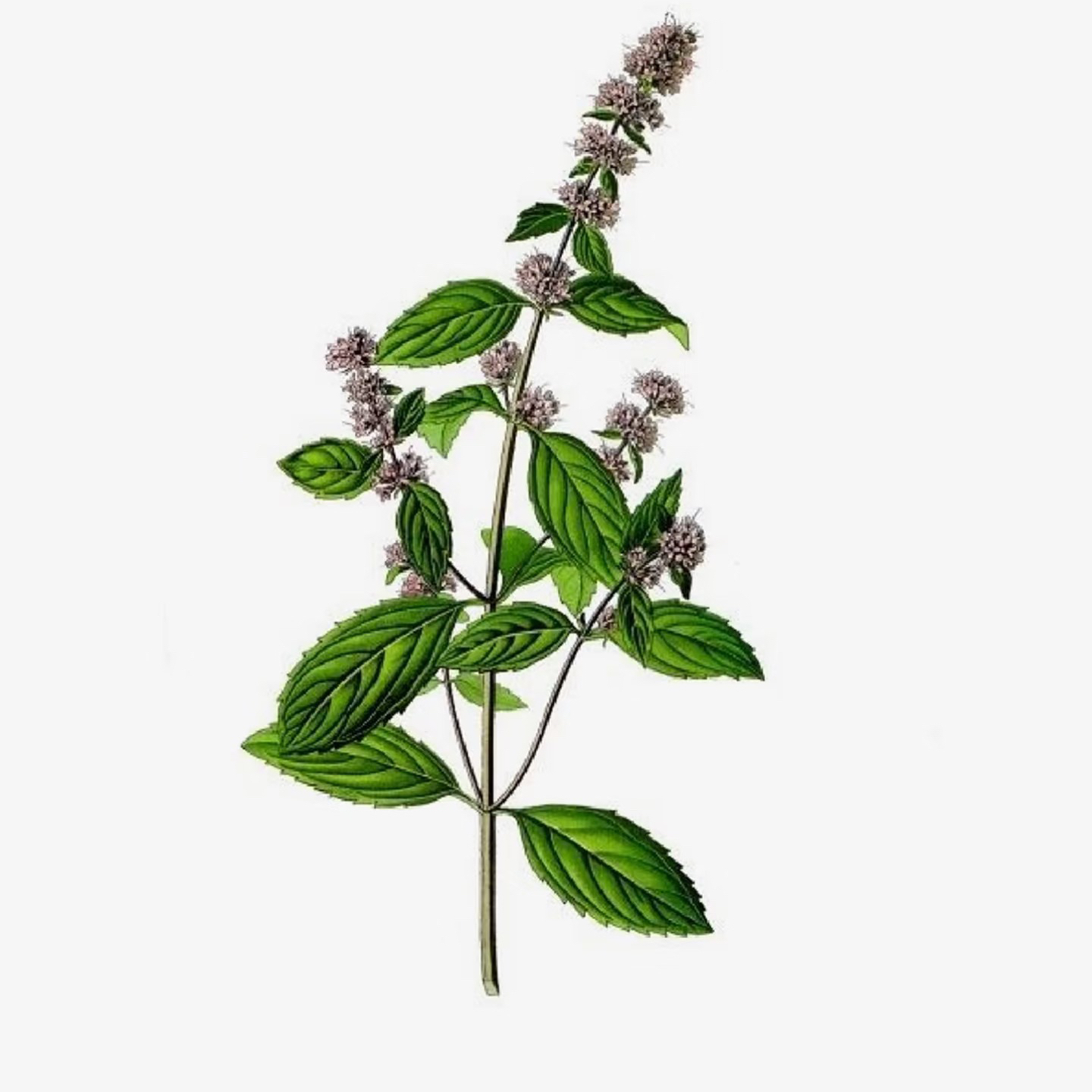 广霍香气合辑 | 空中广藿 萨德侯爵亚特罕广藿乌木指尖摇滚