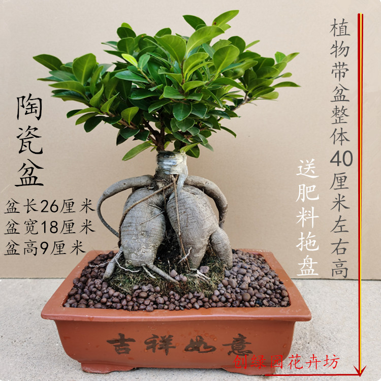 人参榕造型盆景室内阳台小叶榕树盆栽植物地瓜榕易养易活榕树老桩